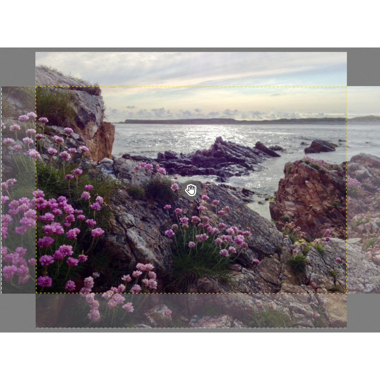 Wild Atlantic Sea Pinks Canvas Print