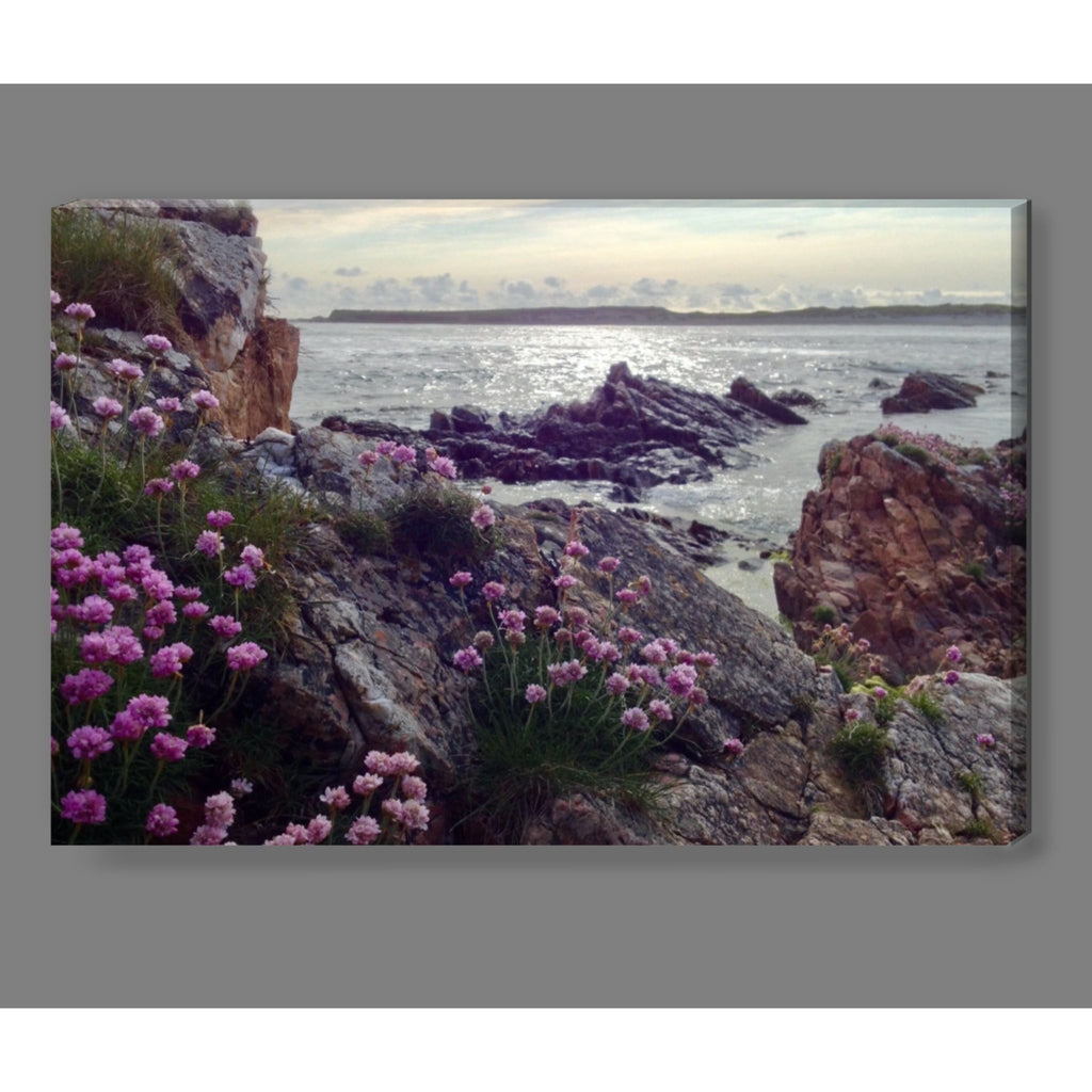 Wild Atlantic Sea Pinks Canvas Print