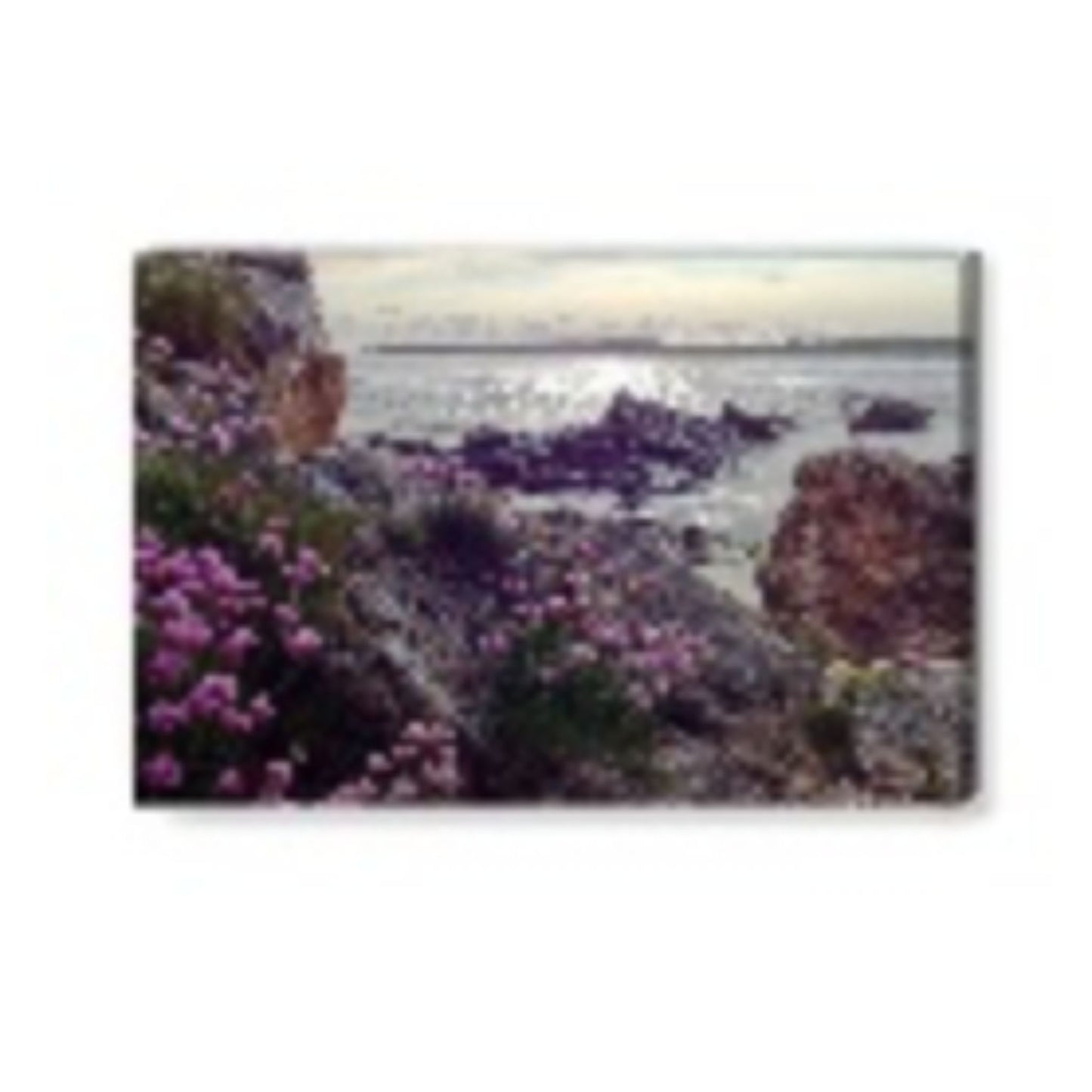 Wild Atlantic Sea Pinks Canvas Print