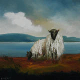 Achill Sheep